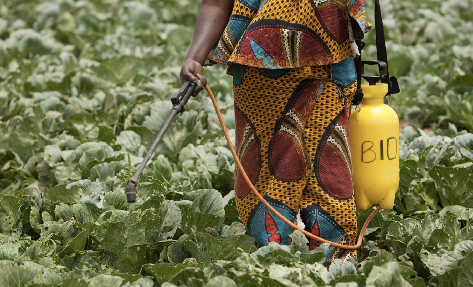 D-Olivette Creates Global Impact for Women and Girls by Addressing Critical Environmental Challenges